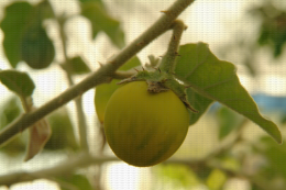Solanum incanum groupe A, fructification